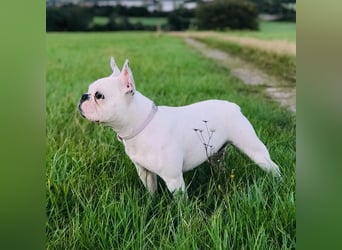 Lulu - ist ausgeglichen