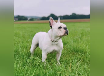 Lulu - ist ausgeglichen