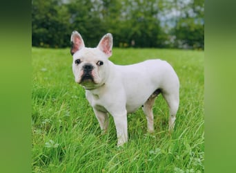 Lulu - ist ausgeglichen