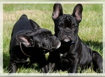 Französische Bulldogge (al) mit Ahnentafel