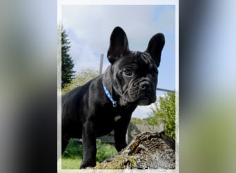 Französische Bulldogge (al) mit Ahnentafel