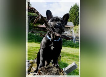 Französische Bulldogge (al) mit Ahnentafel
