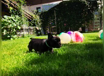 Französische Bulldogge (al) mit Ahnentafel