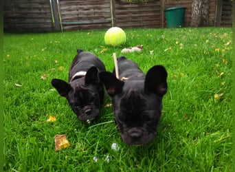 Französische Bulldogge (al) mit Ahnentafel