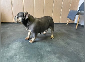 Brandy sucht Bully Liebhaber