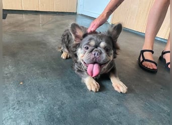 Dorisz,  fluffy Bulloge sucht Liebhaber