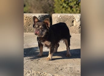 Dorisz,  fluffy Bulloge sucht Liebhaber