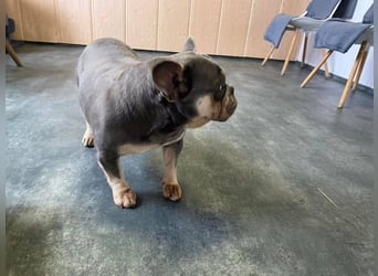 Brandy sucht Bully Liebhaber