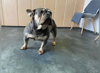 Brandy sucht Bully Liebhaber