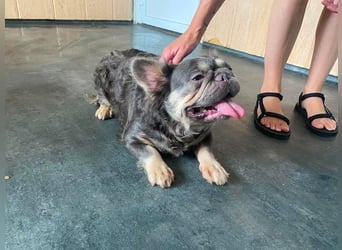 Dorisz,  fluffy Bulloge sucht Liebhaber