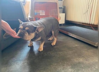 Anita sucht Bully Liebhaber