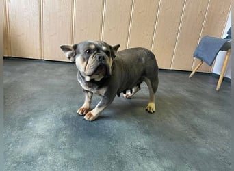 Brandy sucht Bully Liebhaber