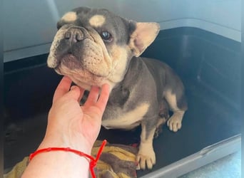 Anita sucht Bully Liebhaber