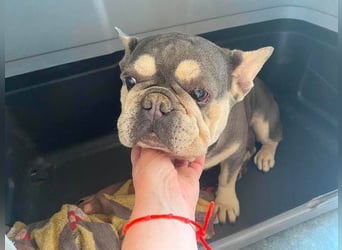 Anita sucht Bully Liebhaber