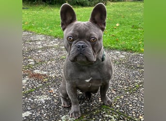 French Oskar - ein absoluter Schatz - Tierhilfe Franken e.V.