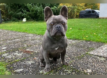 French Oskar - ein absoluter Schatz - Tierhilfe Franken e.V.