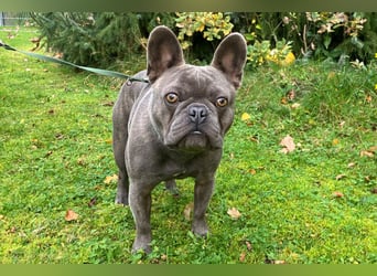 French Oskar - ein absoluter Schatz - Tierhilfe Franken e.V.