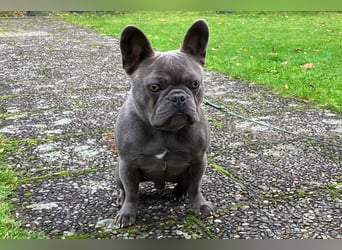 French Oskar - ein absoluter Schatz - Tierhilfe Franken e.V.