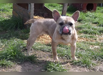 Alicent - aufgeweckte, freundliche Hündin, ein absoluter Traum