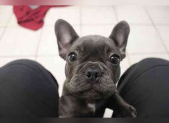 Chiquita, Franz. Bulldogge, geb. 6/ 2006, su. verantwortungsbewusste Besitzer