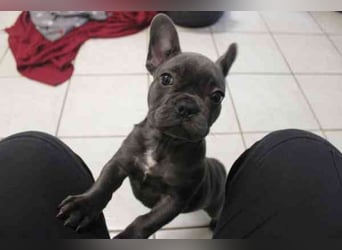 Chiquita, Franz. Bulldogge, geb. 6/ 2006, su. verantwortungsbewusste Besitzer