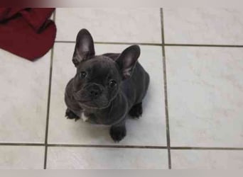 Chiquita, Franz. Bulldogge, geb. 6/ 2006, su. verantwortungsbewusste Besitzer