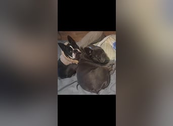 Gonzo & Apollo VA-ein unschlagbares Team