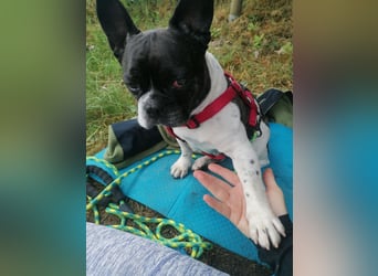Französische Bulldogge Inge sucht Zuhause oder Pflegestelle