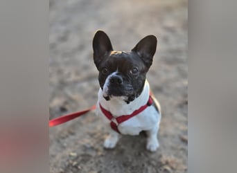 Französische Bulldogge Inge sucht Zuhause oder Pflegestelle