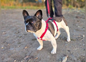 Französische Bulldogge Inge sucht Zuhause oder Pflegestelle