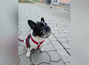 Französische Bulldogge Inge sucht Zuhause oder Pflegestelle