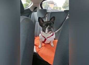 Französische Bulldogge Inge sucht Zuhause oder Pflegestelle