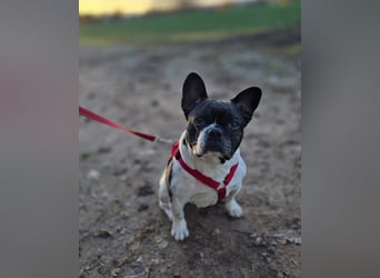 Französische Bulldogge Inge sucht Zuhause oder Pflegestelle