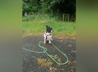 Französische Bulldogge Inge sucht Zuhause oder Pflegestelle