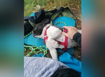 Französische Bulldogge Inge sucht Zuhause oder Pflegestelle