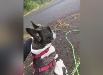 Französische Bulldogge Inge sucht Zuhause oder Pflegestelle