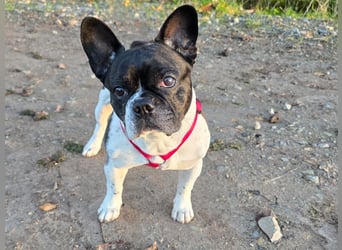 Französische Bulldogge Inge sucht Zuhause oder Pflegestelle