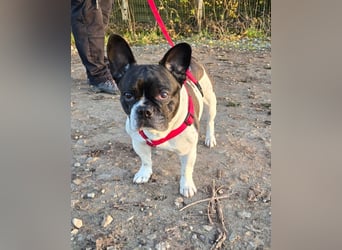 Französische Bulldogge Inge sucht Zuhause oder Pflegestelle