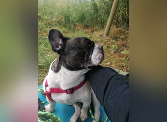 Französische Bulldogge Inge sucht Zuhause oder Pflegestelle