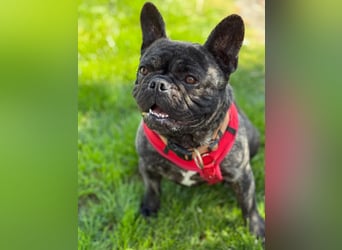 Ich heiße Leo, Pflegestelle 63667 Nidda/Hessen