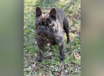 Ich heiße Leo, Pflegestelle 63667 Nidda/Hessen