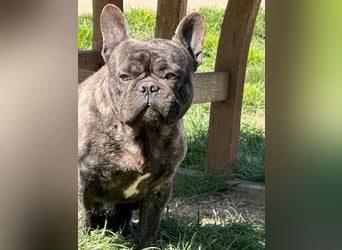 Ich heiße Leo, Pflegestelle 63667 Nidda/Hessen