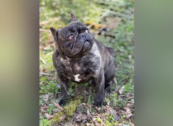 Ich heiße Leo, Pflegestelle 63667 Nidda/Hessen