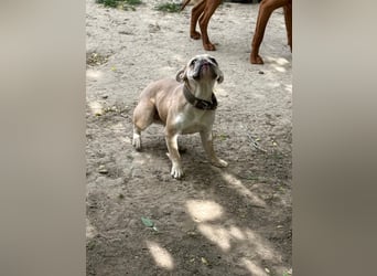 Lüszi - Pflegestelle 63667 Nidda