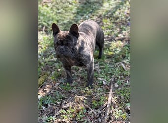 Ich heiße Leo, Pflegestelle 63667 Nidda/Hessen