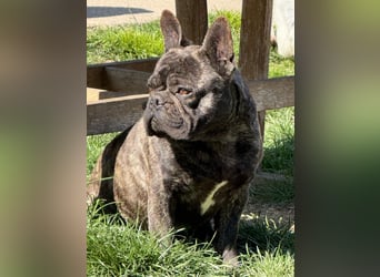 Ich heiße Leo, Pflegestelle 63667 Nidda/Hessen