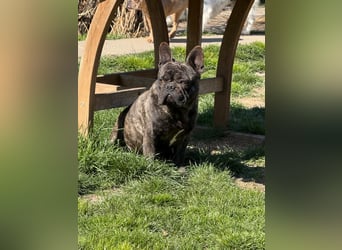 Ich heiße Leo, Pflegestelle 63667 Nidda/Hessen