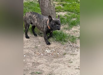 Ich heiße Leo, Pflegestelle 63667 Nidda/Hessen