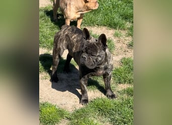 Ich heiße Leo, Pflegestelle 63667 Nidda/Hessen