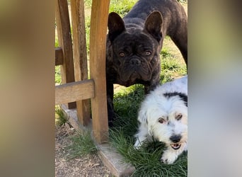 Ich heiße Leo, Pflegestelle 63667 Nidda/Hessen